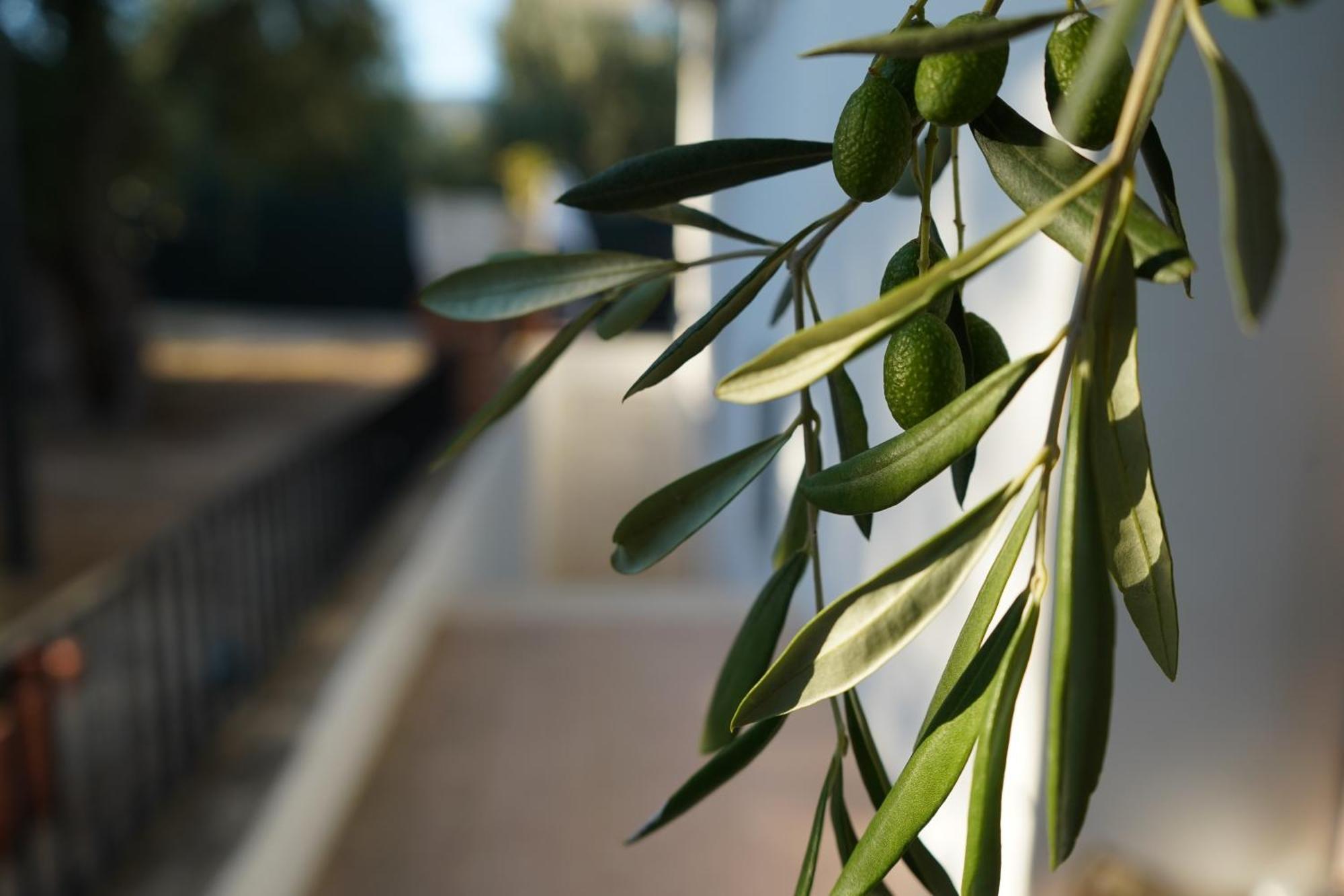 Olive&Sea Villa-Olive Матината Екстериор снимка
